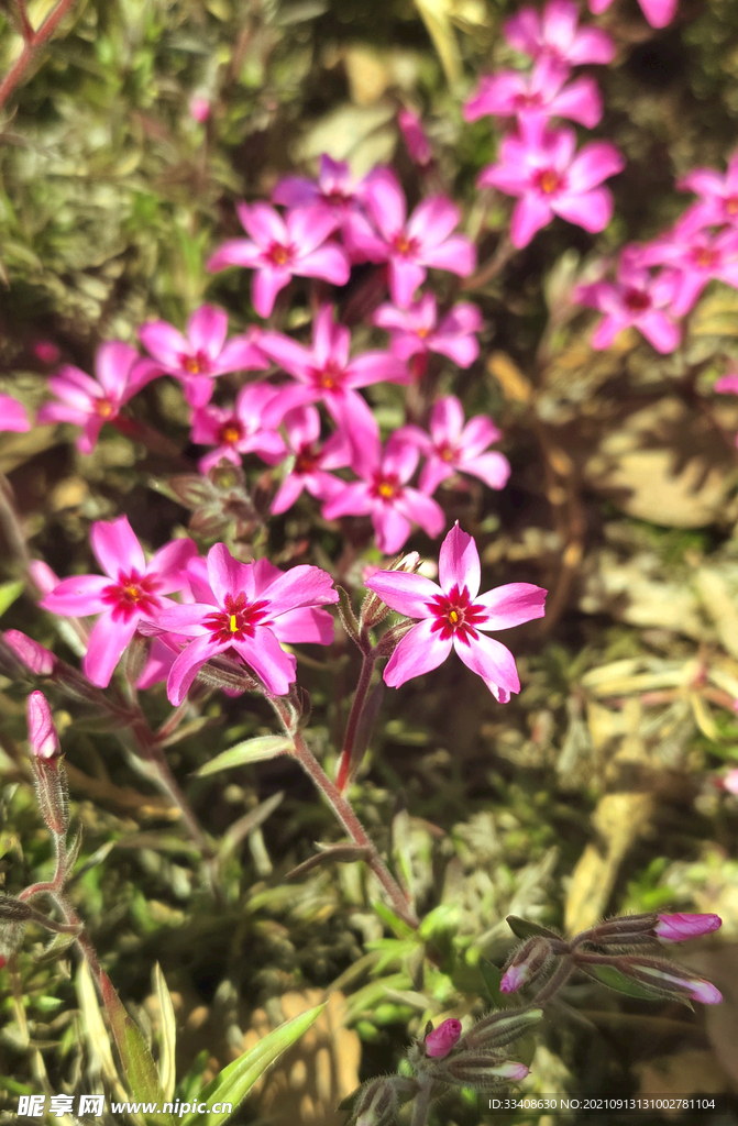 不知名小花