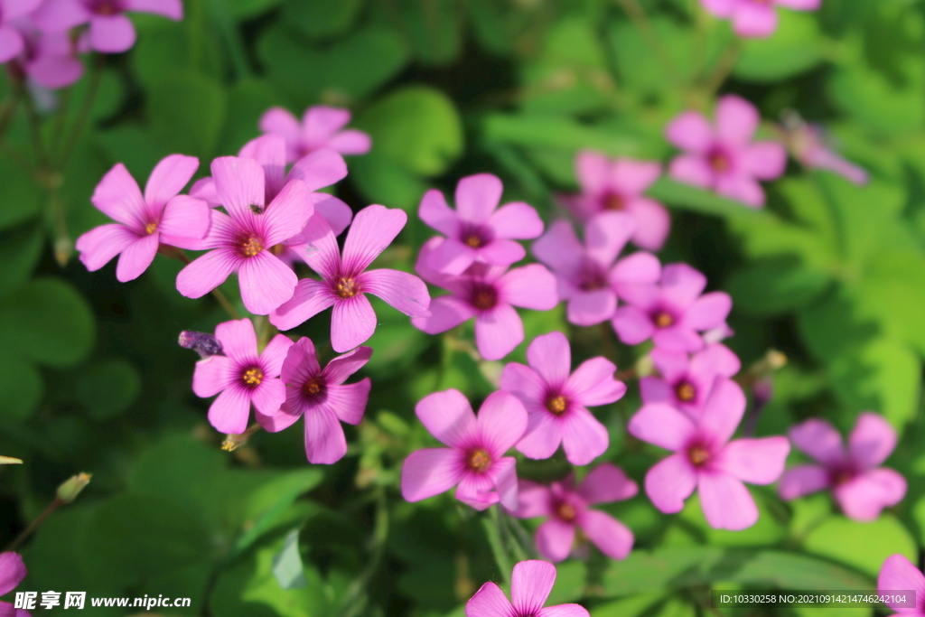 花瓣紫花