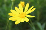 野花黄花野菊花