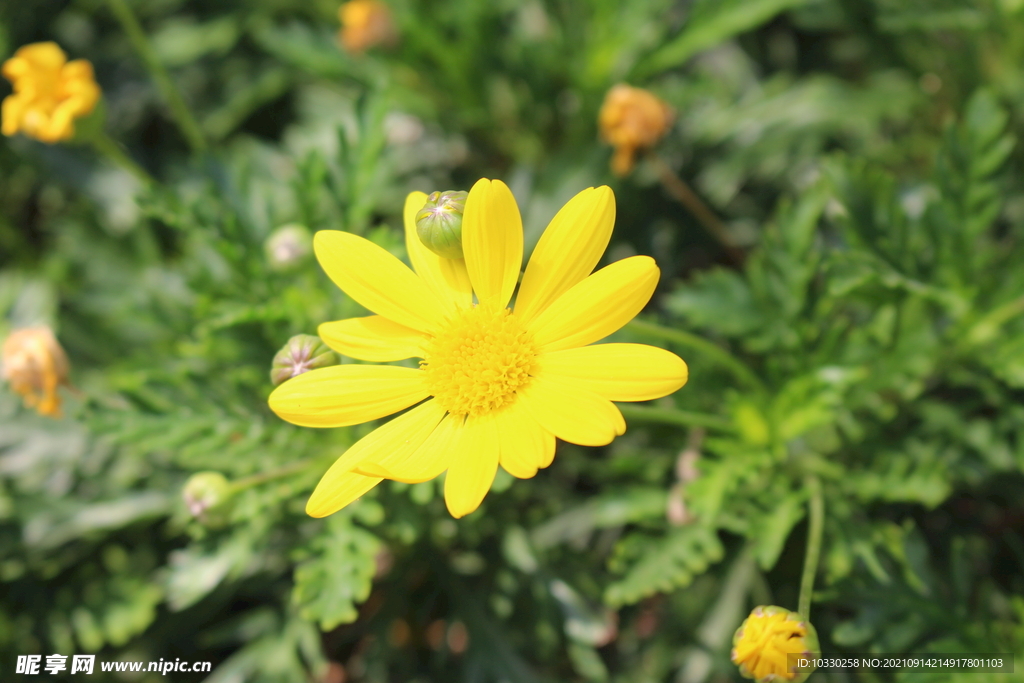 野菊花黄色花