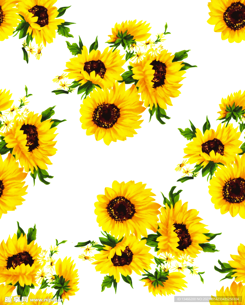 太阳花