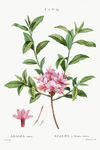 花卉