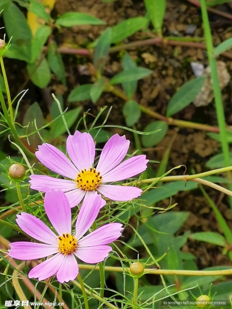 野花