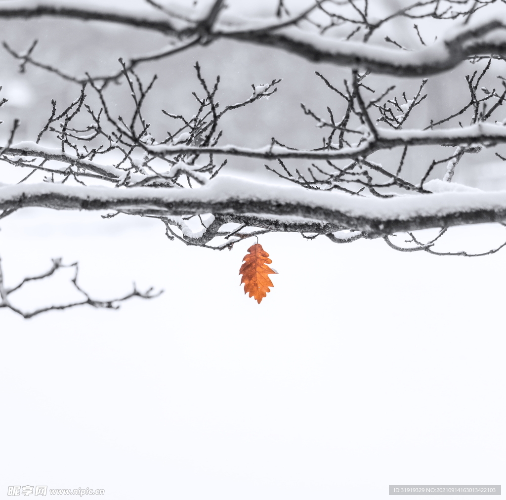 雪中红叶