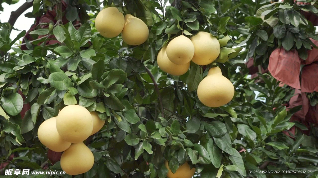红心蜜柚
