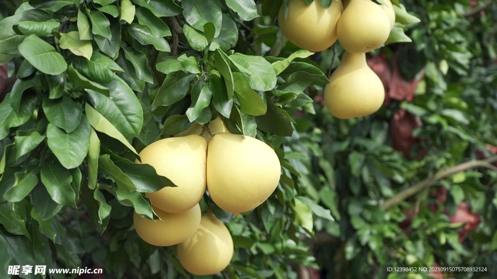 红心蜜柚