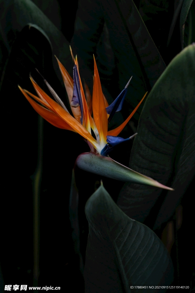 花卉