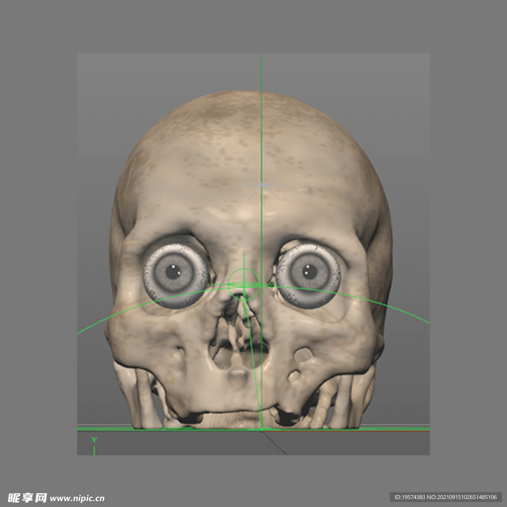 c4d模型头骨头带眼珠骨骼