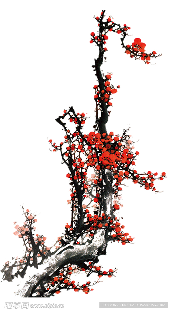 梅花素材 