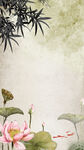  荷花插画海报图片 