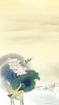 荷花插画海报图片