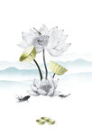   荷花插画海报图片 