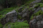 山石 苔藓 树木 自然景观 草