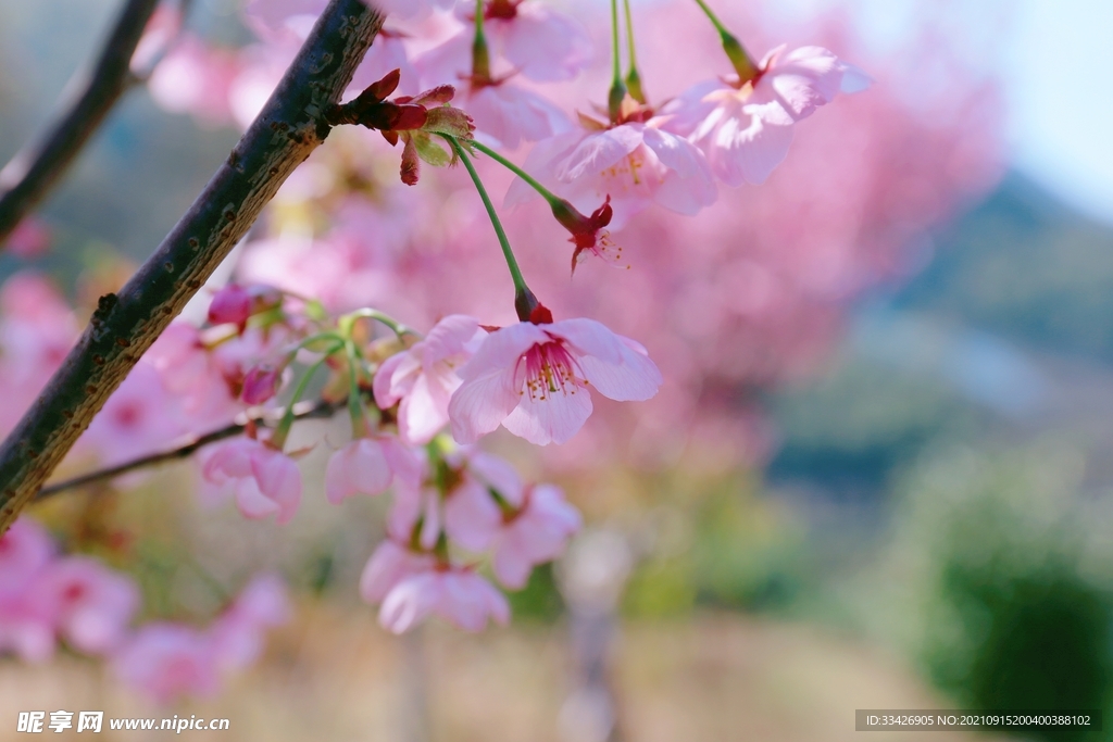 樱花