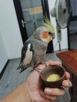 玄凤鹦鹉