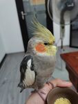 鹦鹉