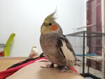 鹦鹉