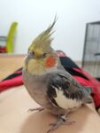 鹦鹉