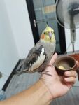 鹦鹉