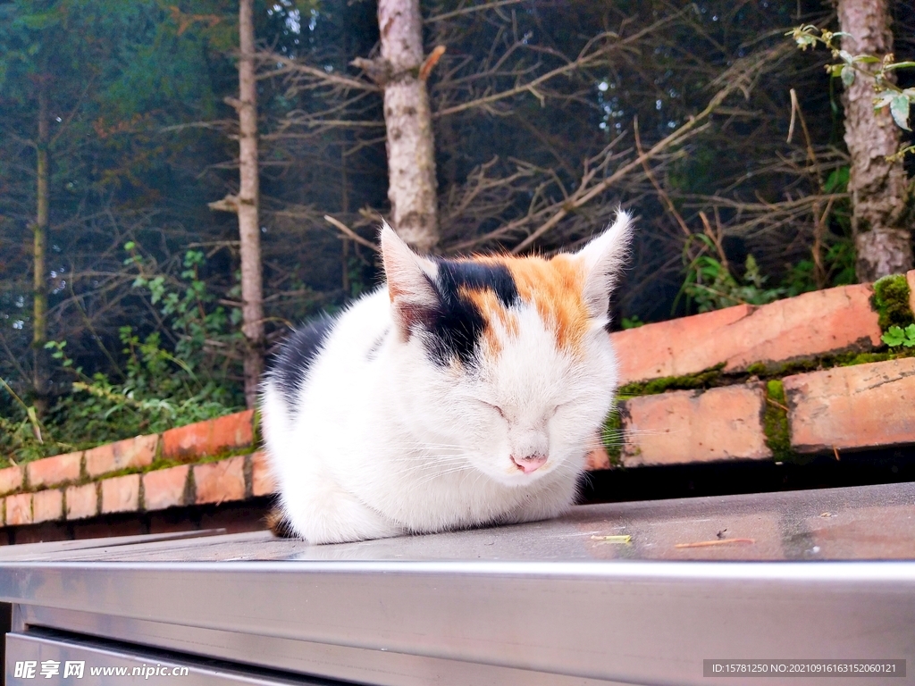 瞌睡的猫