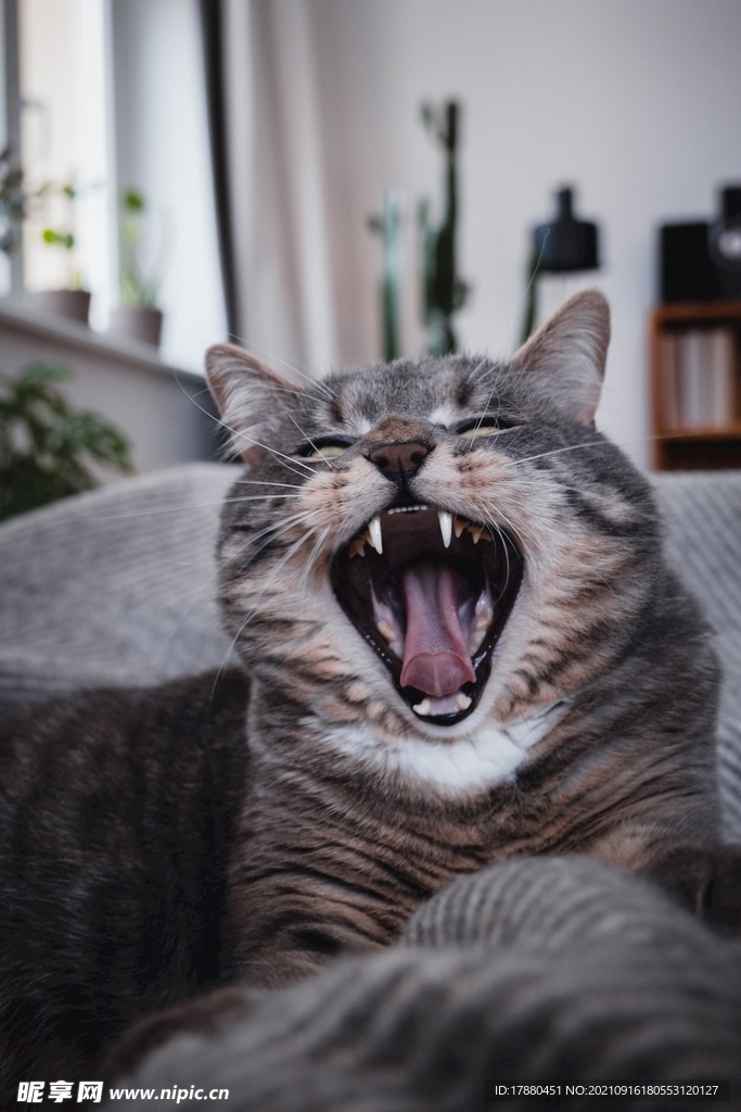 猫
