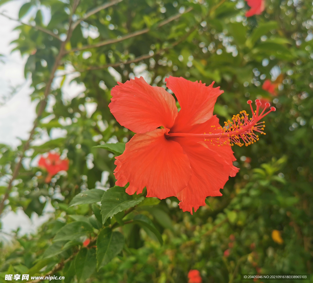 朱槿花