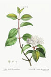 花卉