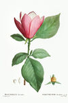 花卉