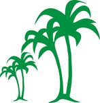 海南椰子树