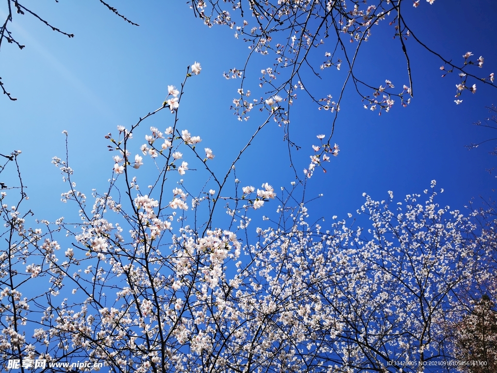 野樱花