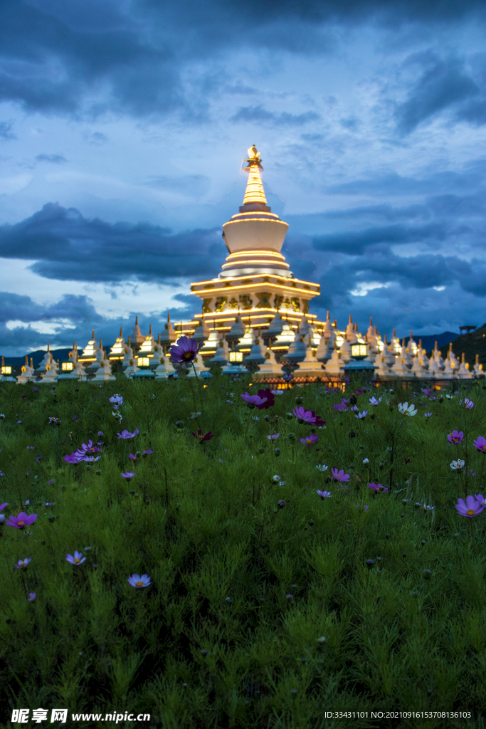 白塔格桑花