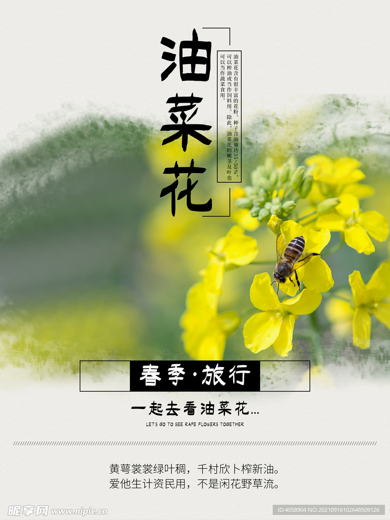 油菜花