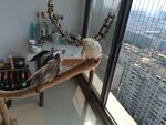 鹦鹉