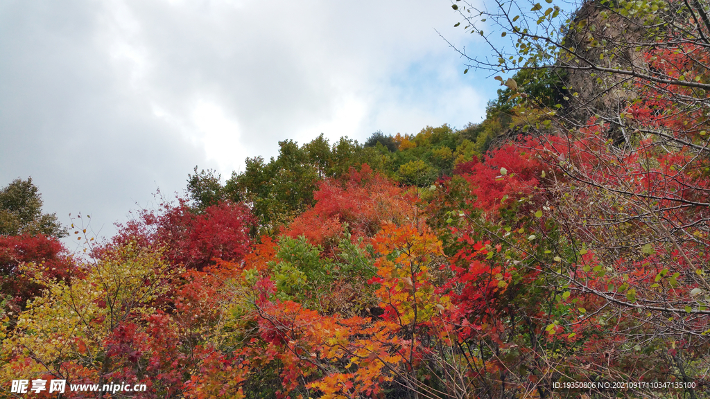 秋天山上五颜六色的树叶景色