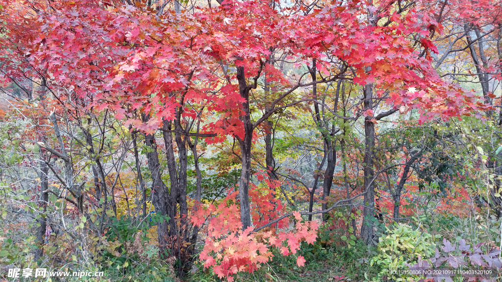 秋天山里的红色枫叶红叶