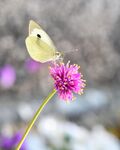 蝴蝶