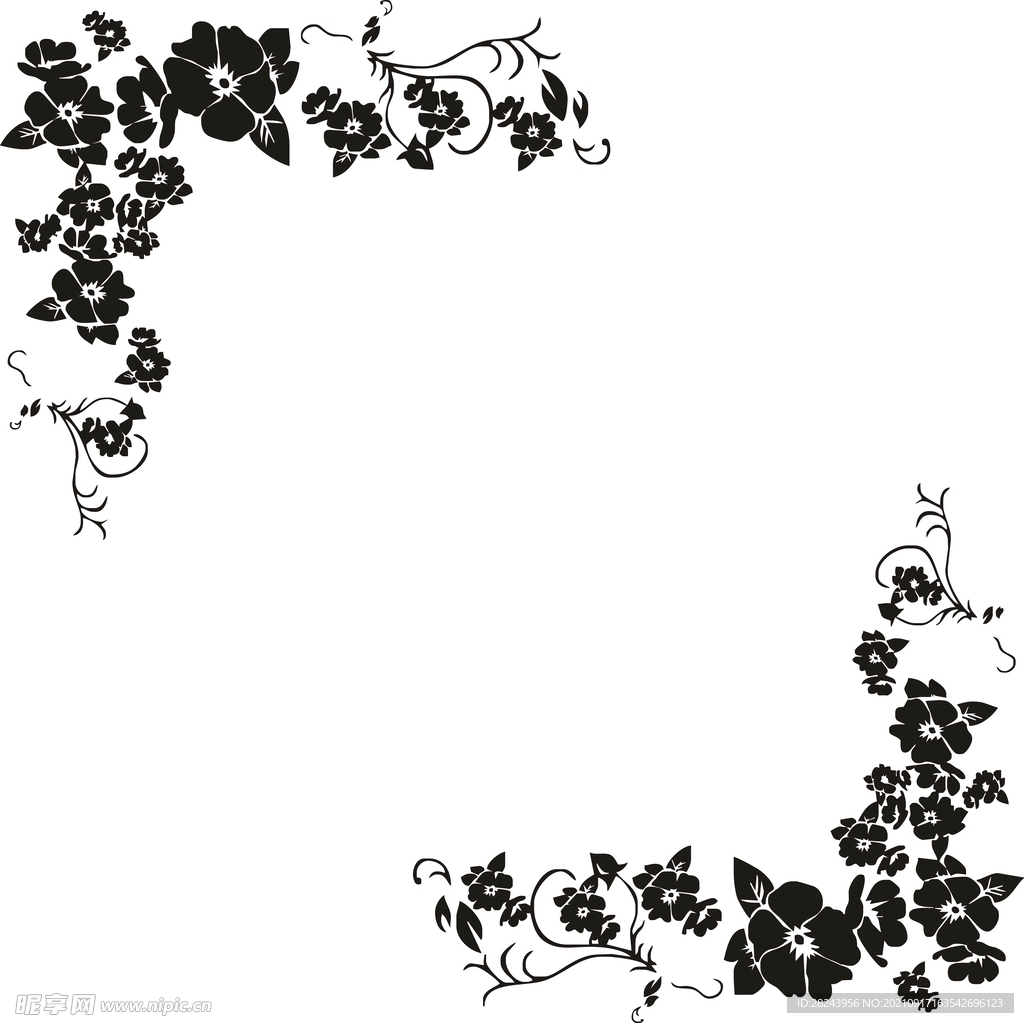 牵牛花图片