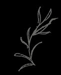 手绘花png