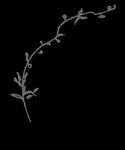 手绘花png