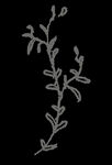 手绘花png