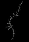 手绘花png