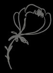 手绘花png