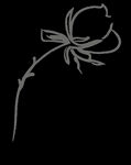 手绘花png