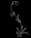 手绘花png