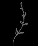 手绘花png