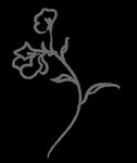手绘花png