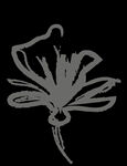 手绘花png