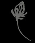 手绘花png