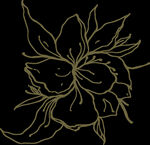 手绘花png