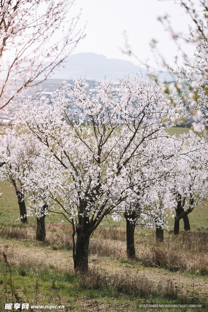 花树